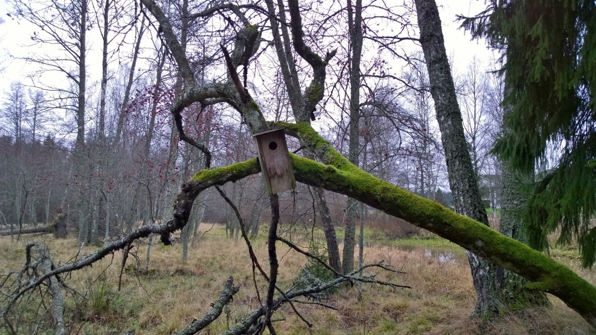 puunpaiva_20141113_15_11_22_pro