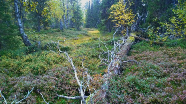 Maakelo ja ruskan värejä Lapissa syyskuun puolivälissä