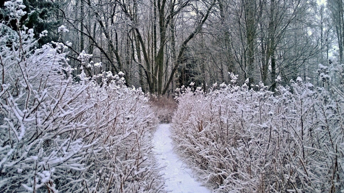 glimsinjoenluontopolku_20161218_09_25_57_pro-2