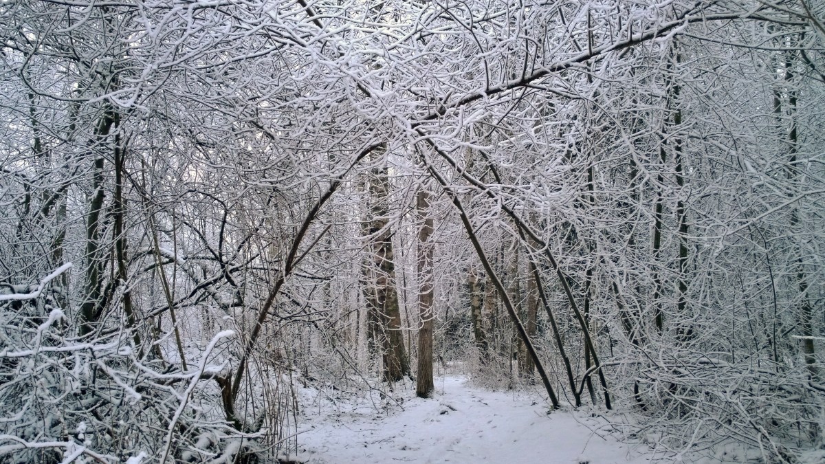 glimsinjoenluontopolku_20161218_09_28_19_pro