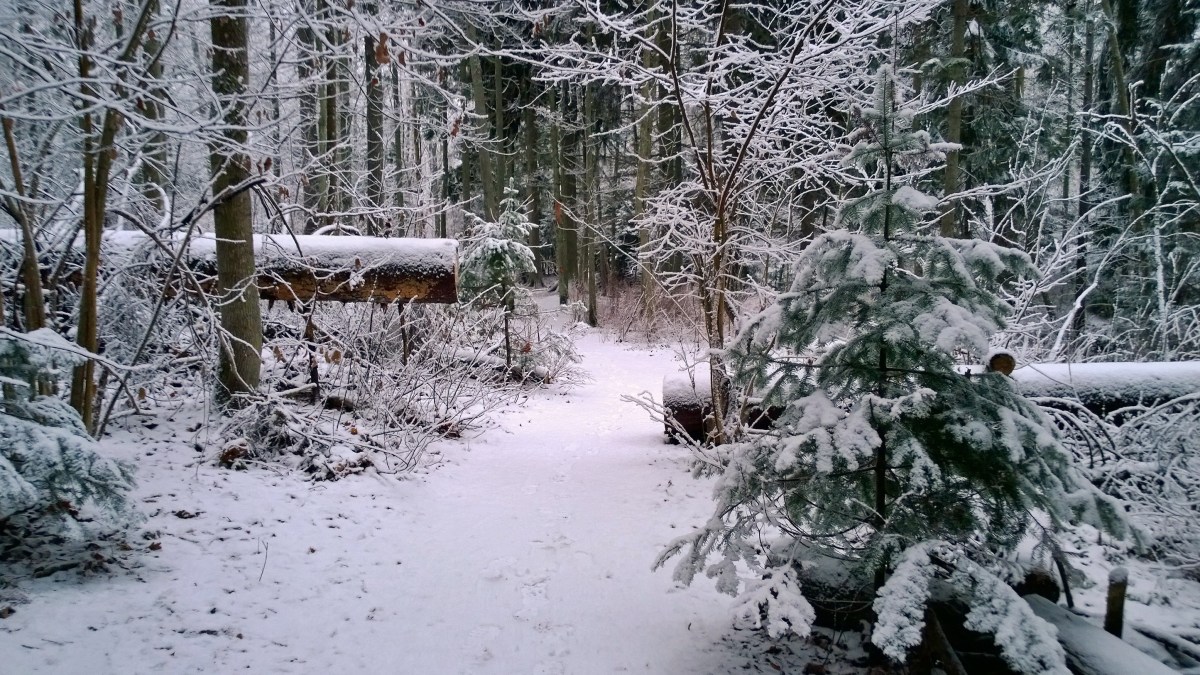 glimsinjoenluontopolku_20161218_09_34_23_pro