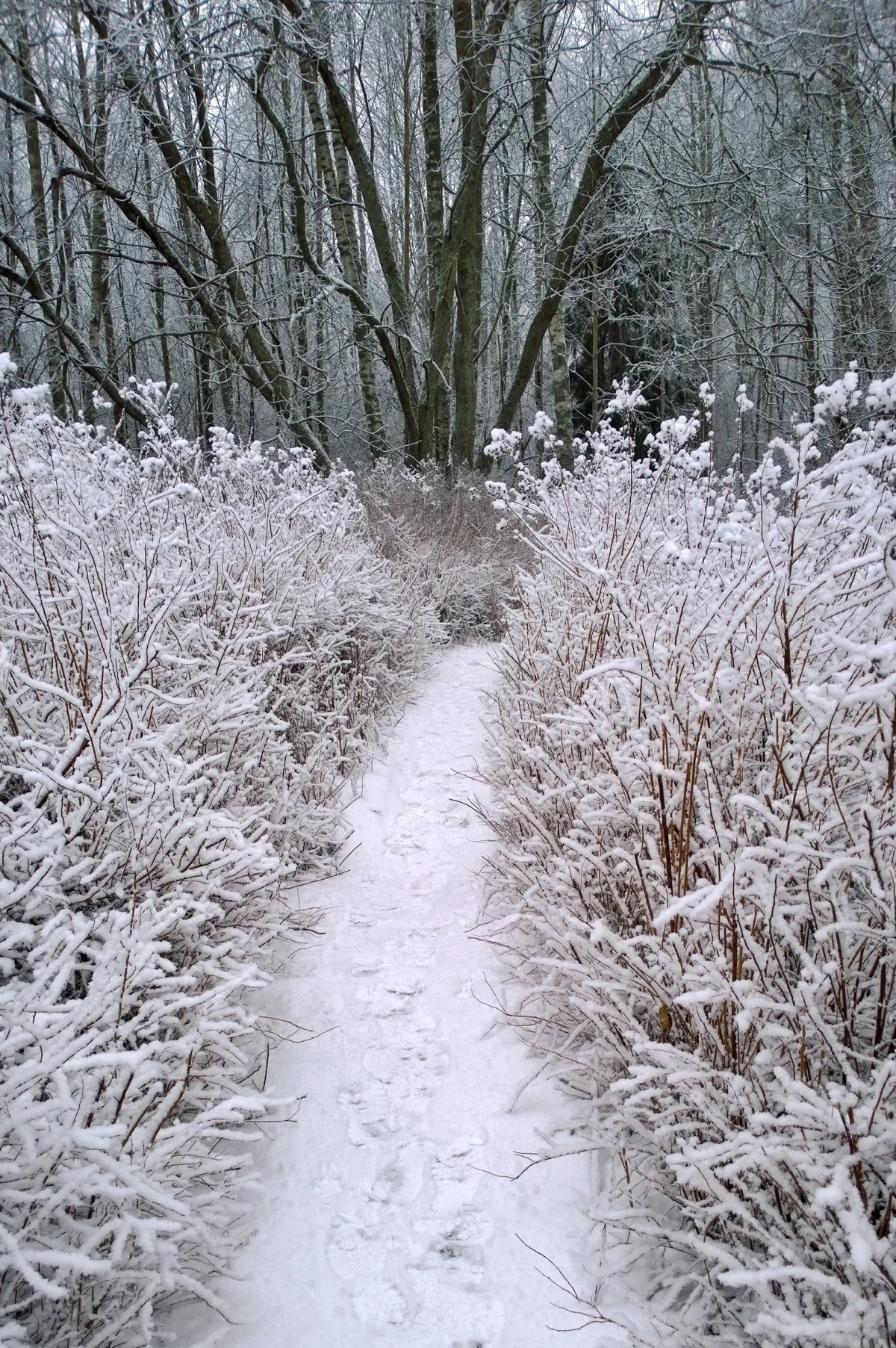 glimsinjoenluontopolku_20161218_10_20_23_pro