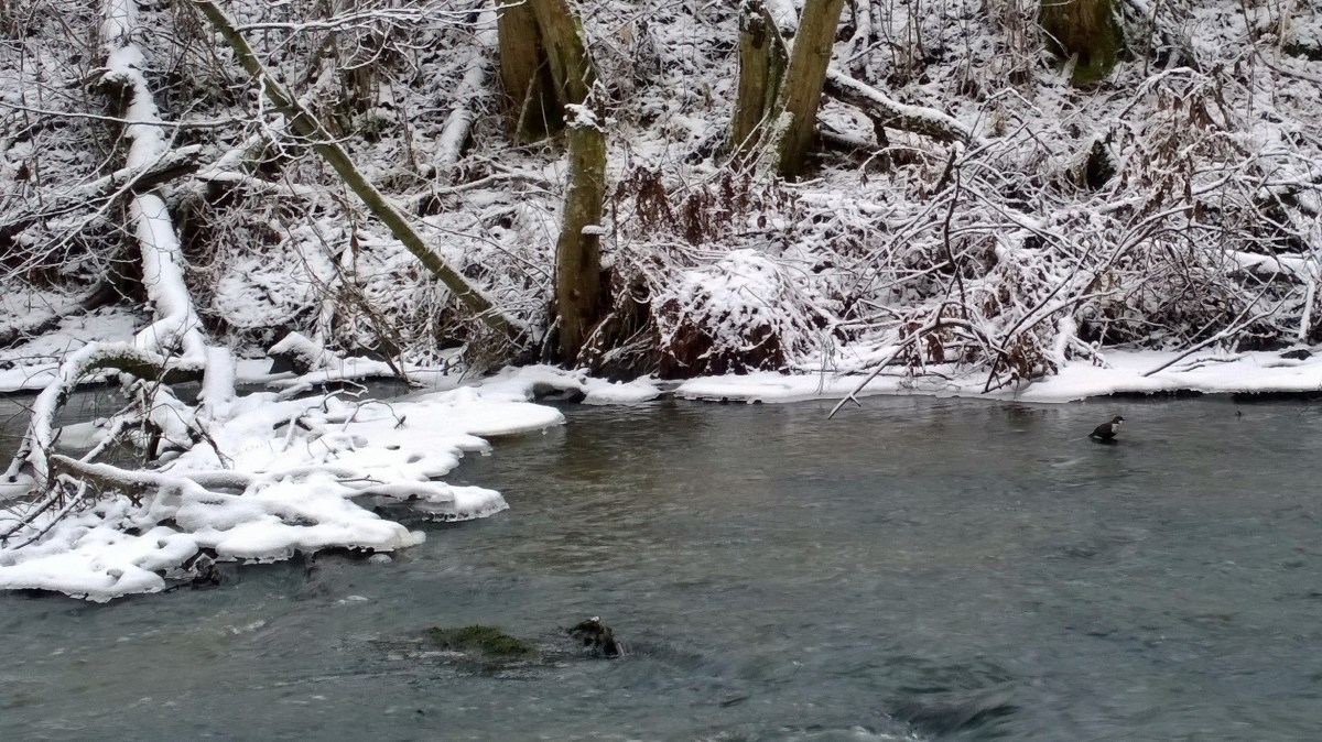 glimsinjoenluontopolku_20161218_10_57_23_pro