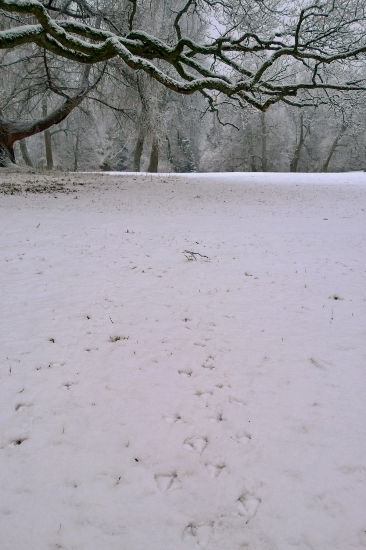 glimsinluontopolku_20161218_09_51_43_pro