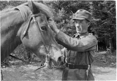 Suomenhevonen sodassa