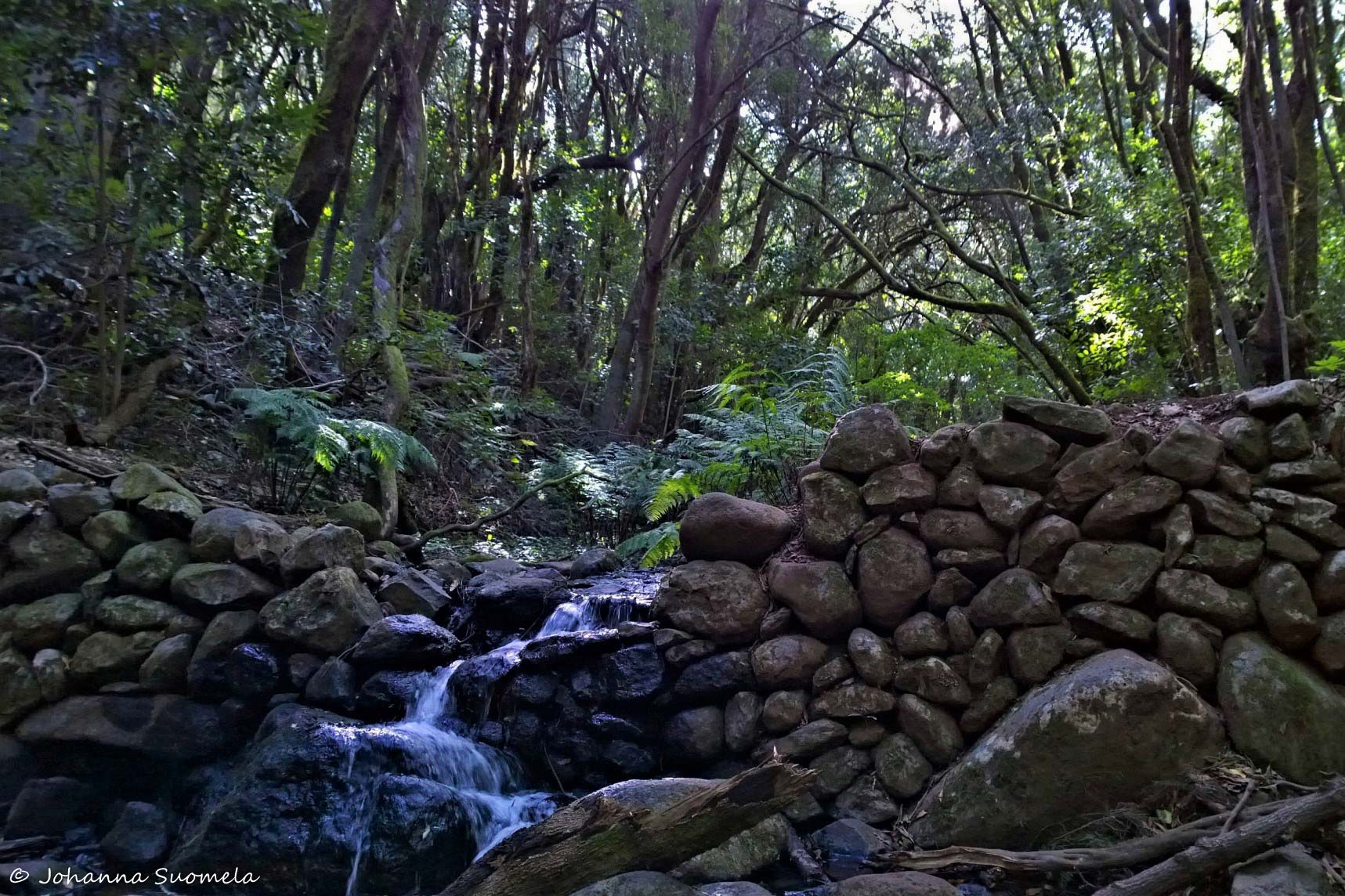 La Gomera El Cedro