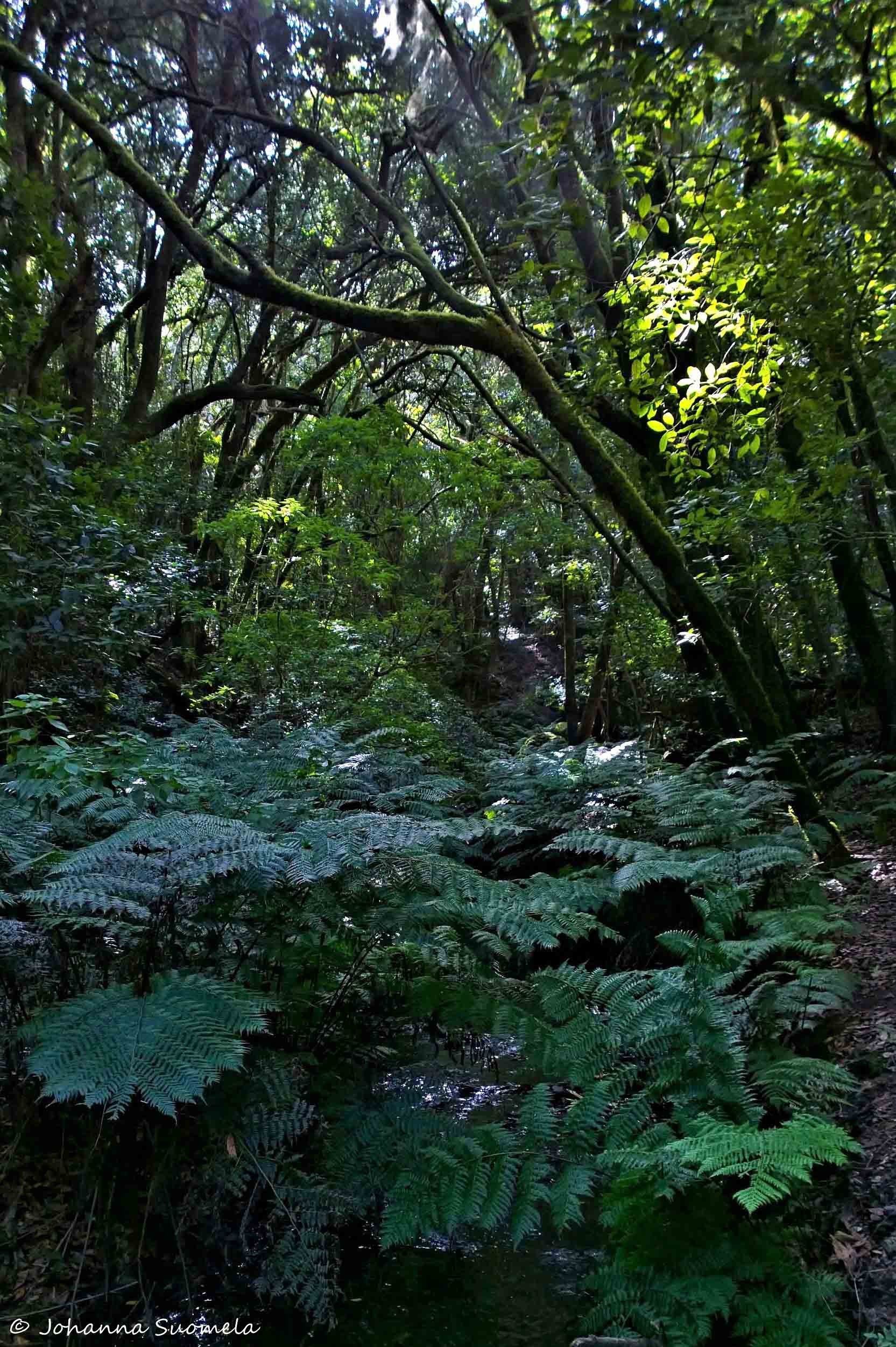 La Gomera El Cedro