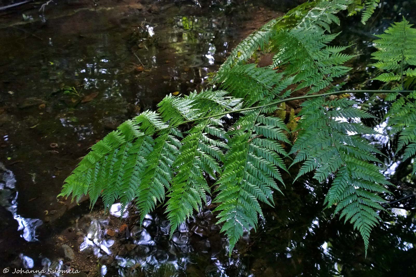 La Gomera El Cedro