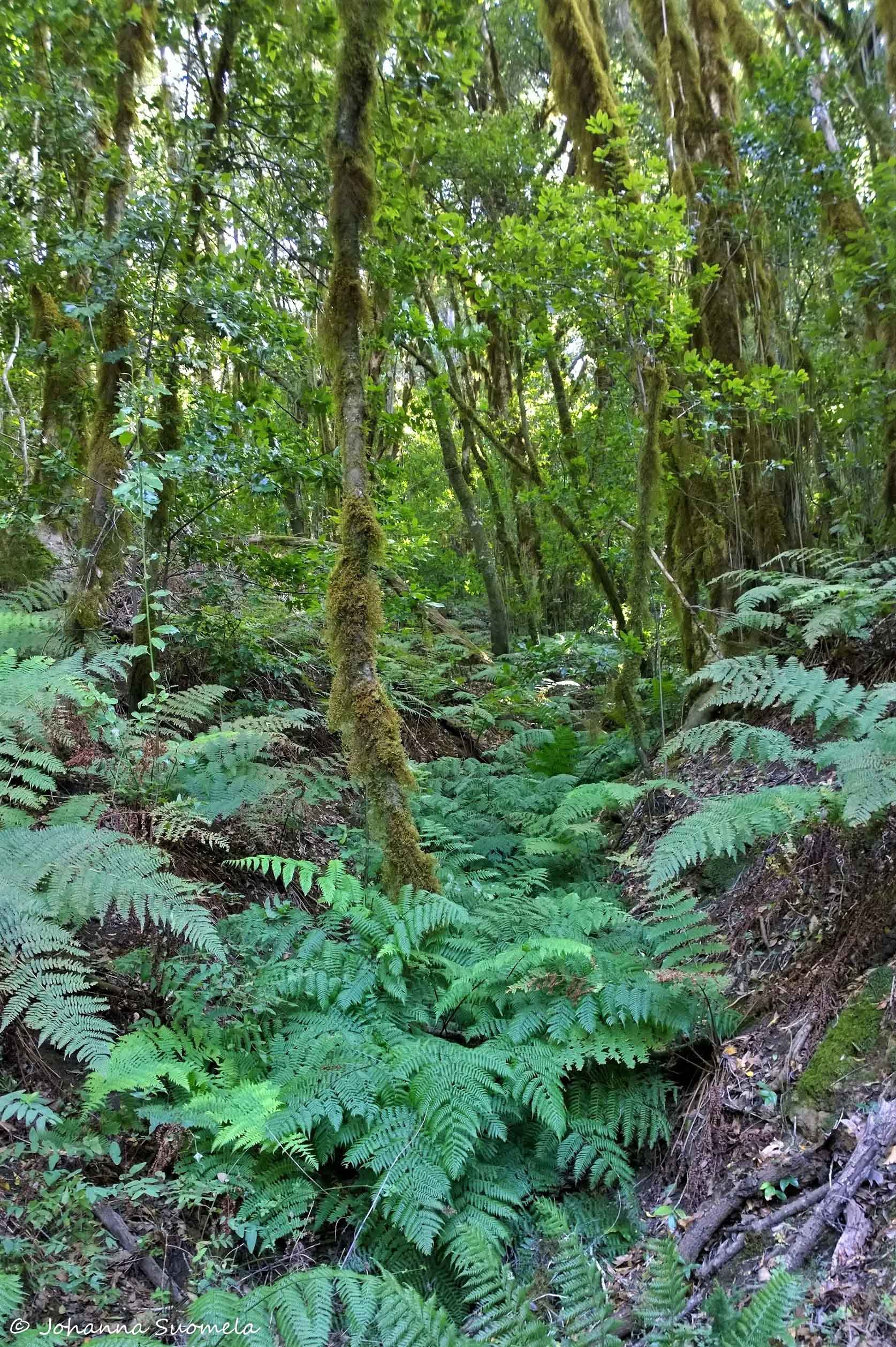 La Gomera El Cedro