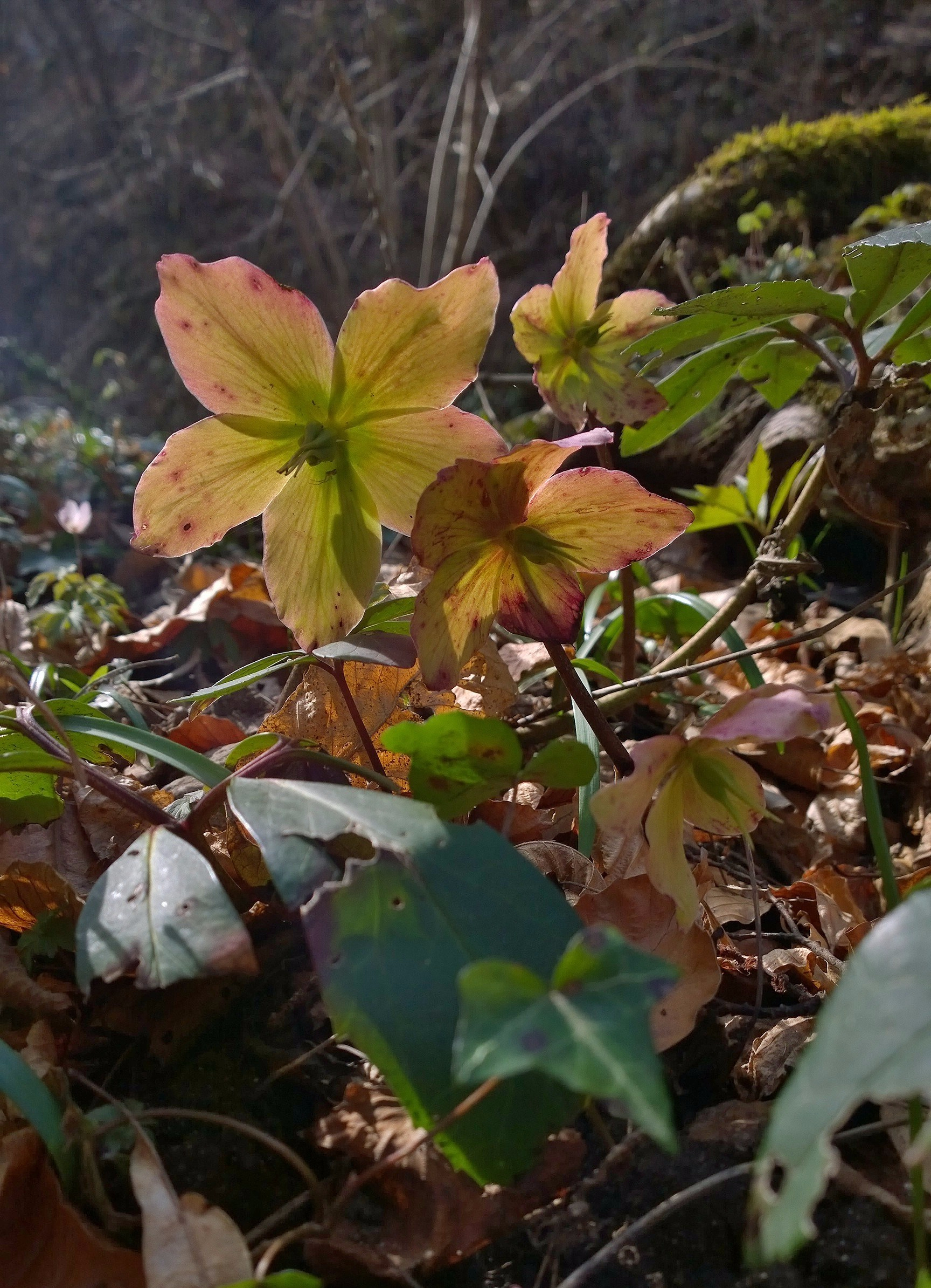 Bellagio20160325134824