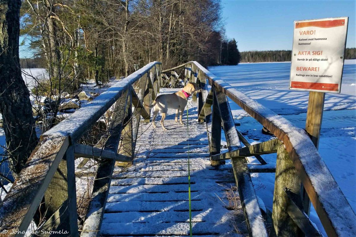 Kyynäränharjun silta, Liesjärven kansallispuisto