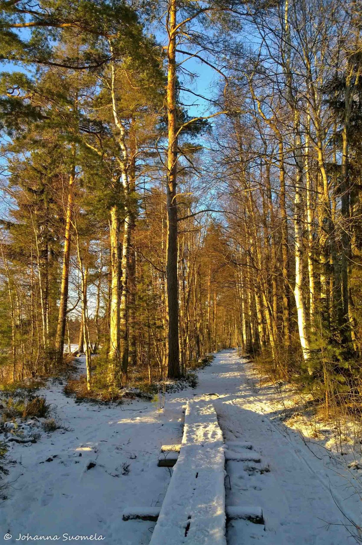 Kyynäränharju, Liesjärven kansallispuisto