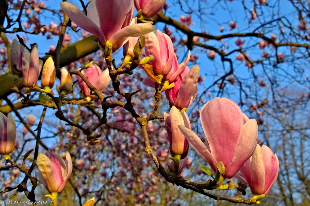 Pulleita magnolian kukkia Monzan puistossa, Villa Realen puutarhassa.