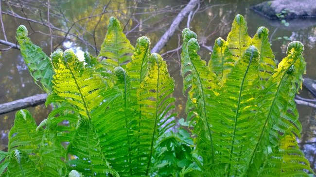 Glimsinjoen luontopolku