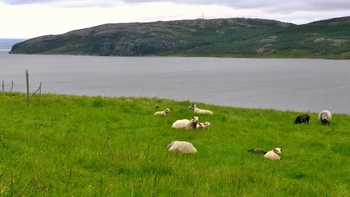 Norjalaisia lampaita