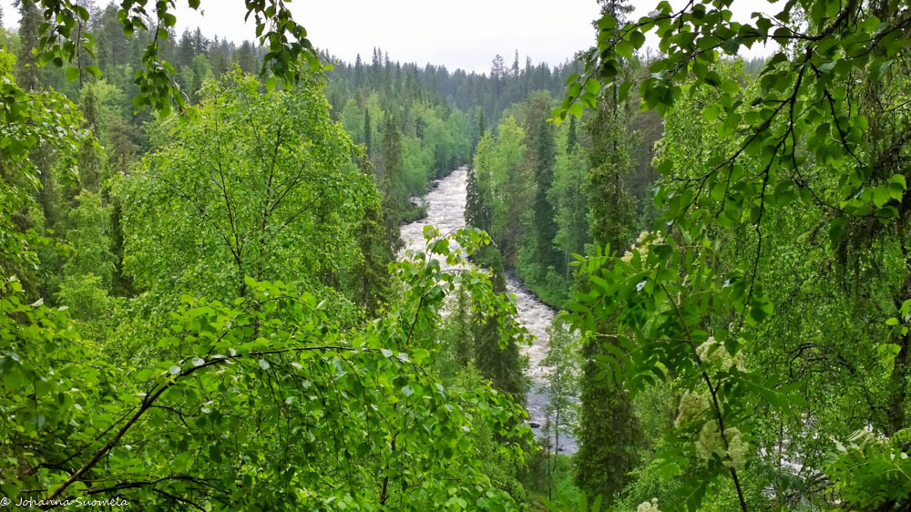 Aallokkokoski puiden lehvästön läpi
