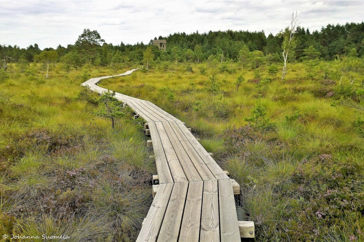 Koigin rame lankkupolku