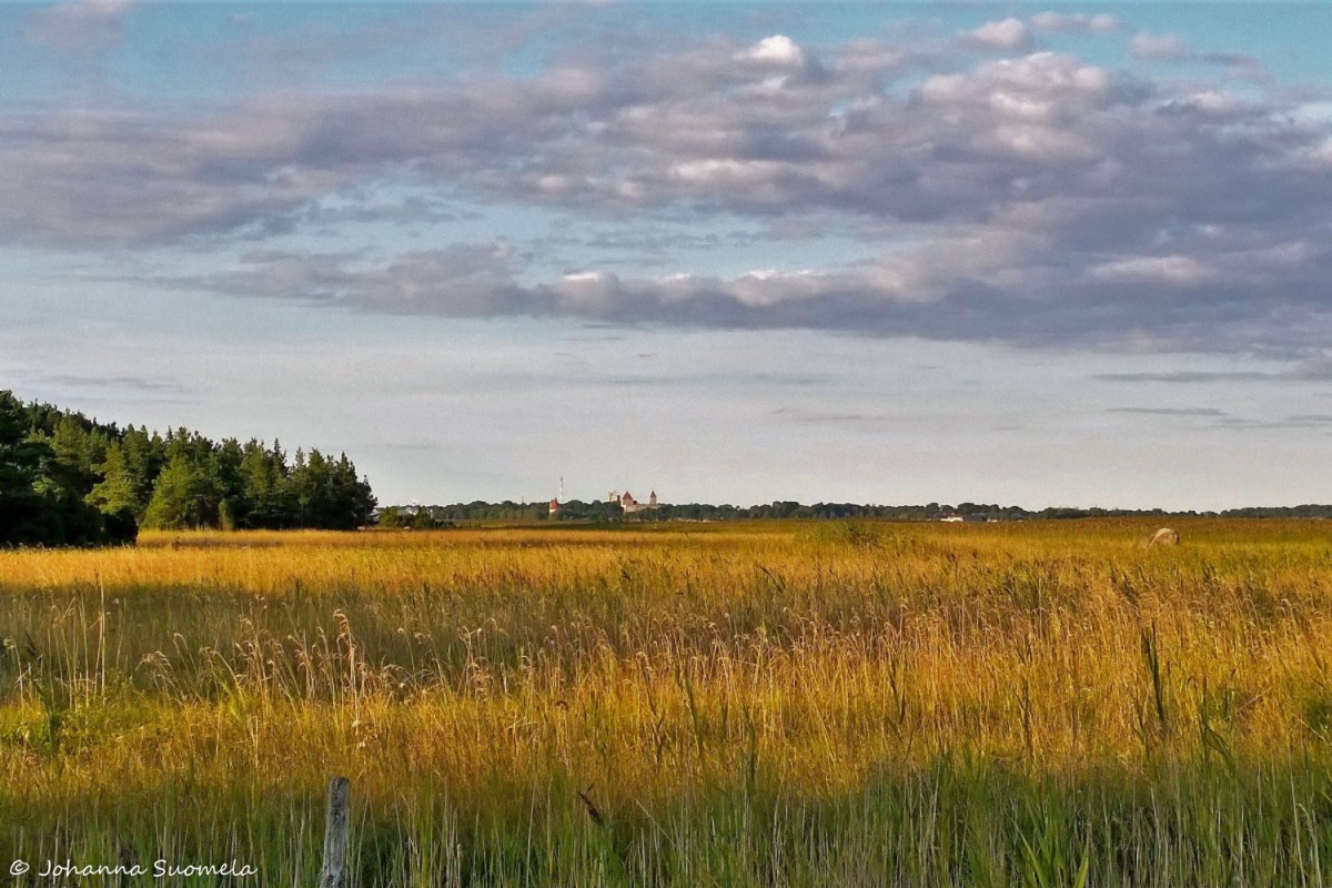 Looden tammisto rantaruovikko
