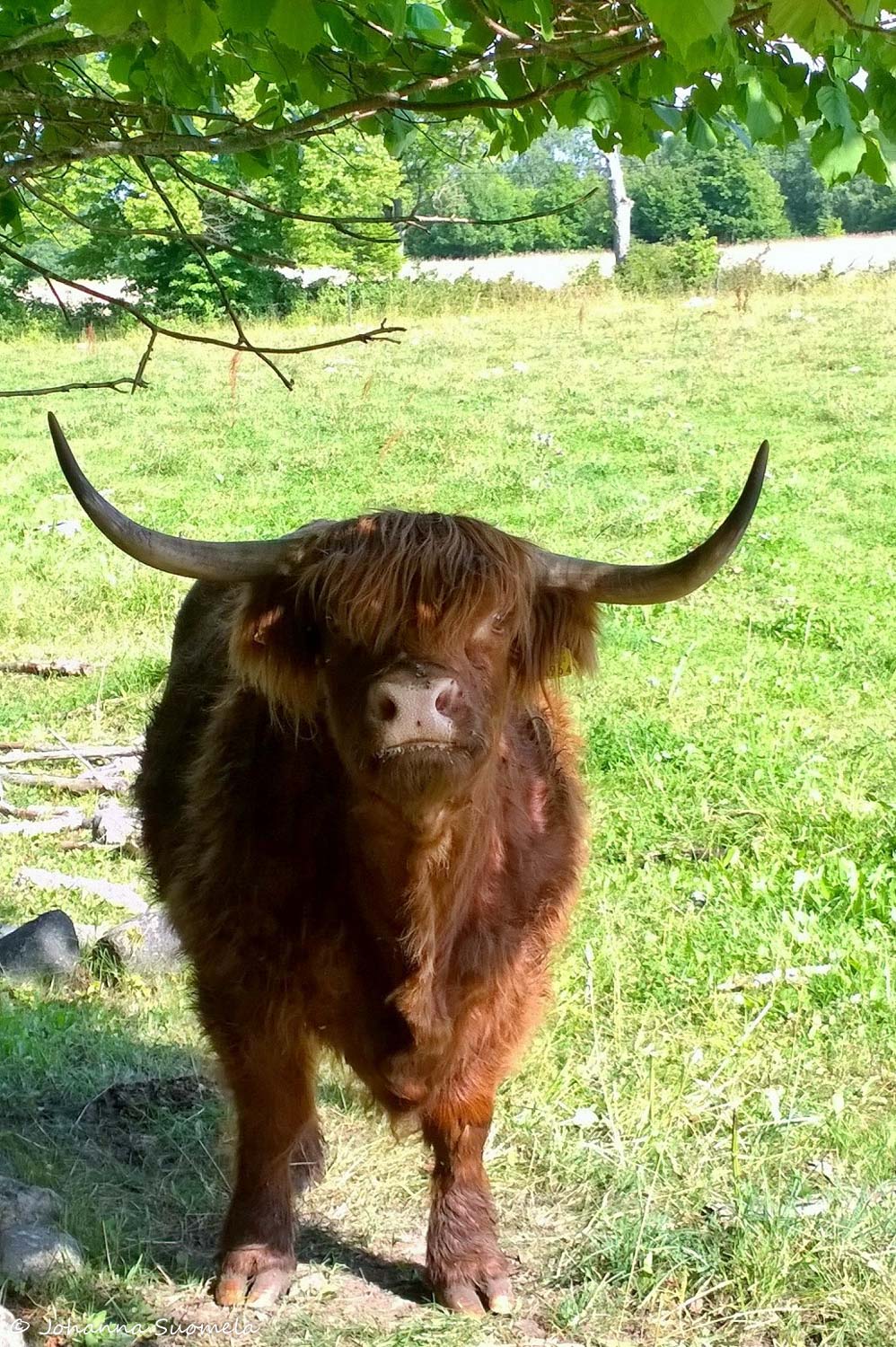 Padaste Highland cattle