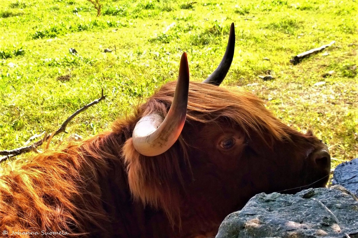 Padaste Highland cattle 