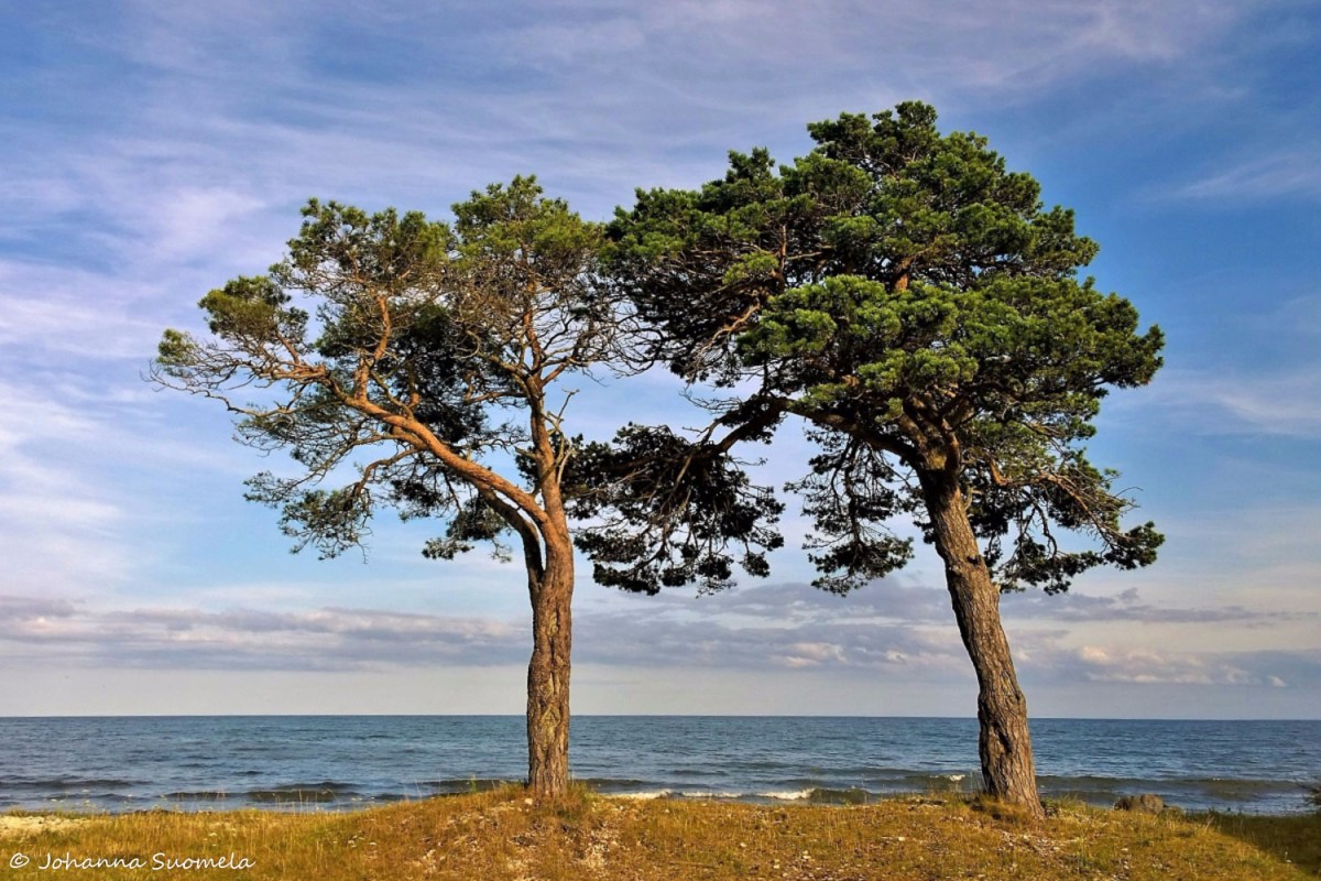 Sorven majakka mannyt