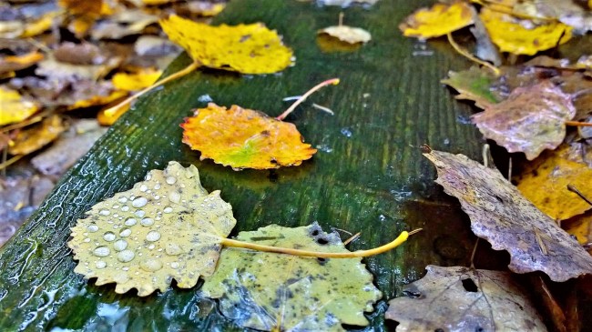 Karkalin luonnonpuisto