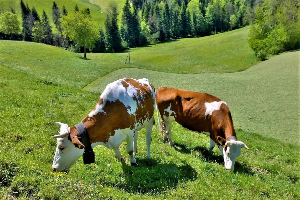 Willisau Sveitsi lehmat
