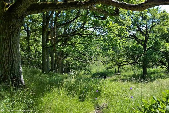 Elisaaren luontopolku