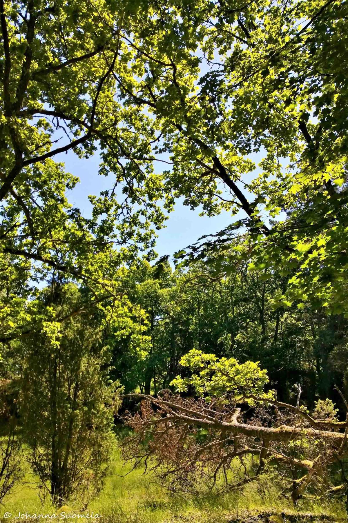 Elisaaren luontopolku20170709141100