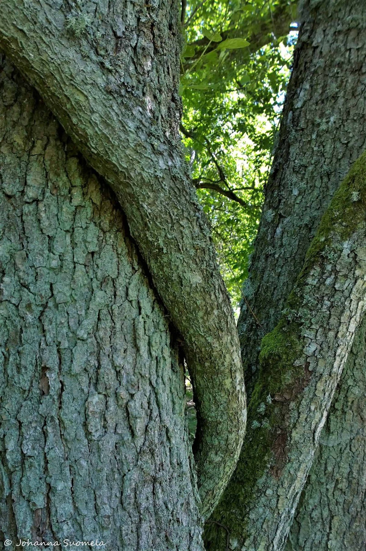 Elisaaren luontopolku