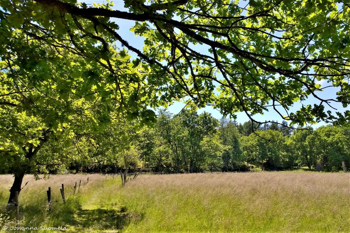 Elisaaren luontopolku 