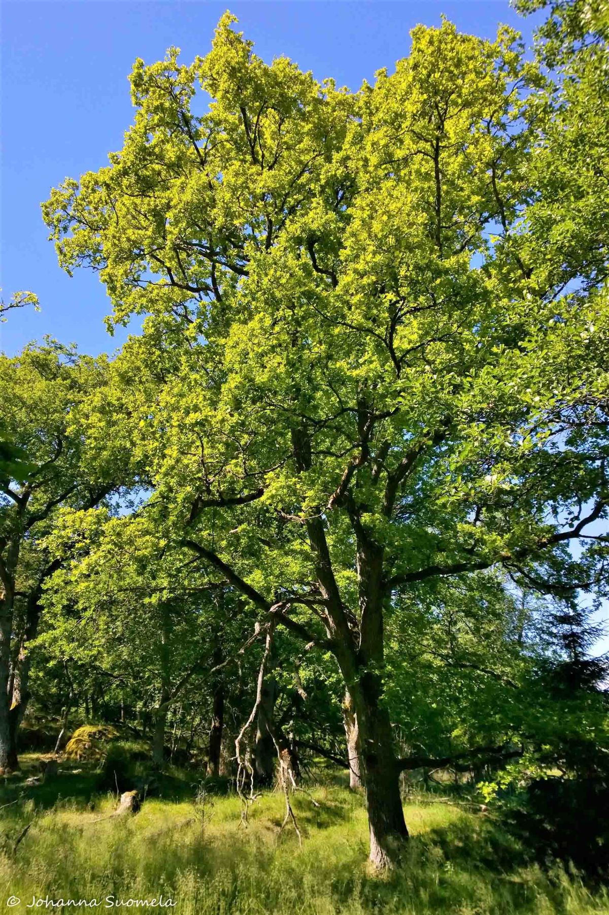 Elisaaren luontopolku