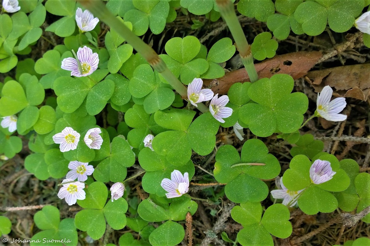 Partioaitan Retkeilykurssi Ketunleipä