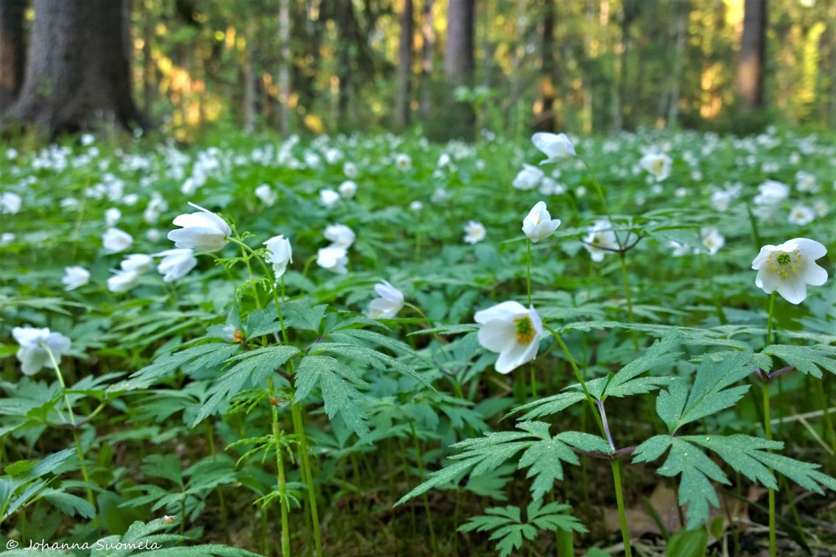 Partioaitan Retkeilykurssi