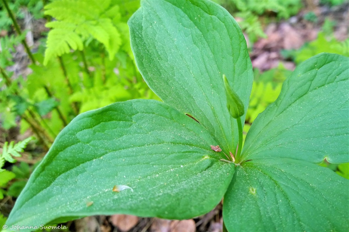 Partioaitan Retkeilykurssi