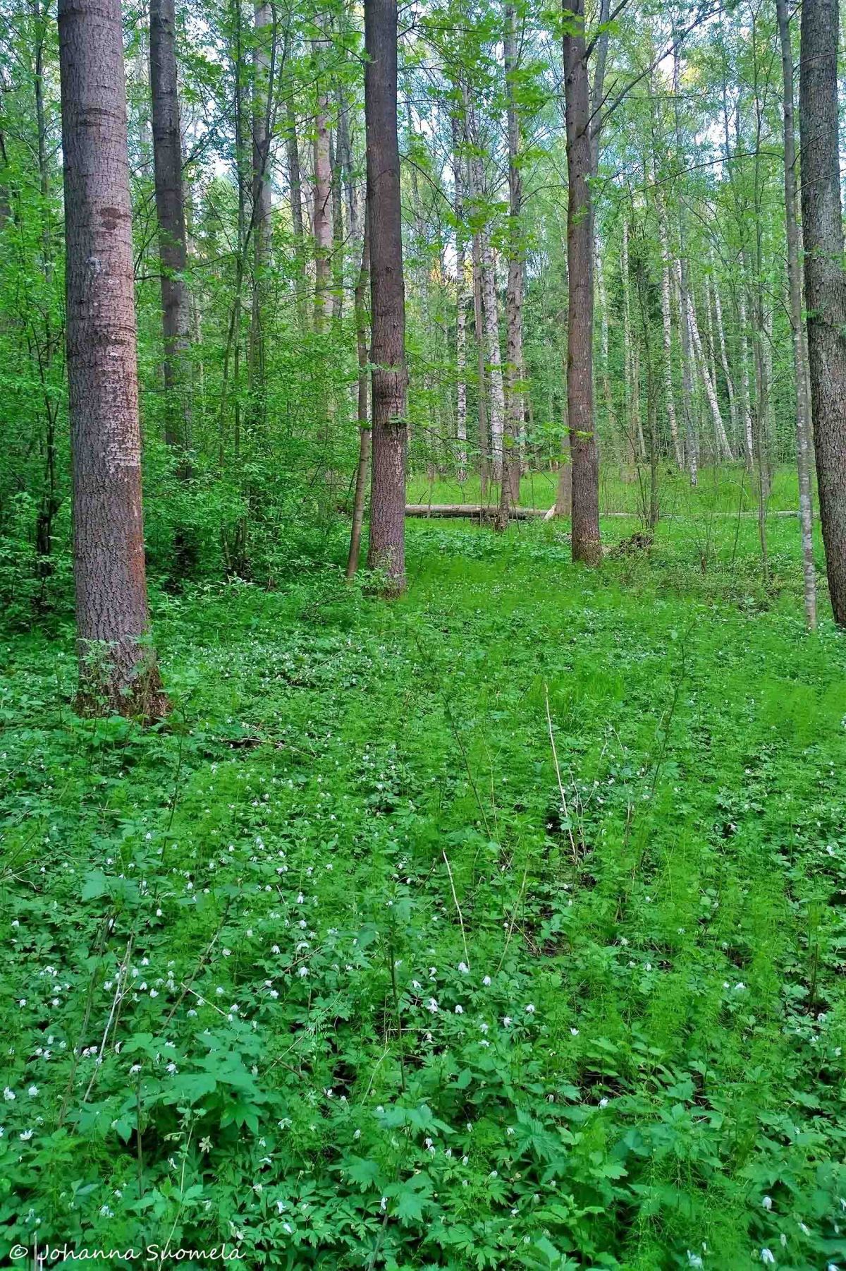 Partioaitan Retkeilykurssi