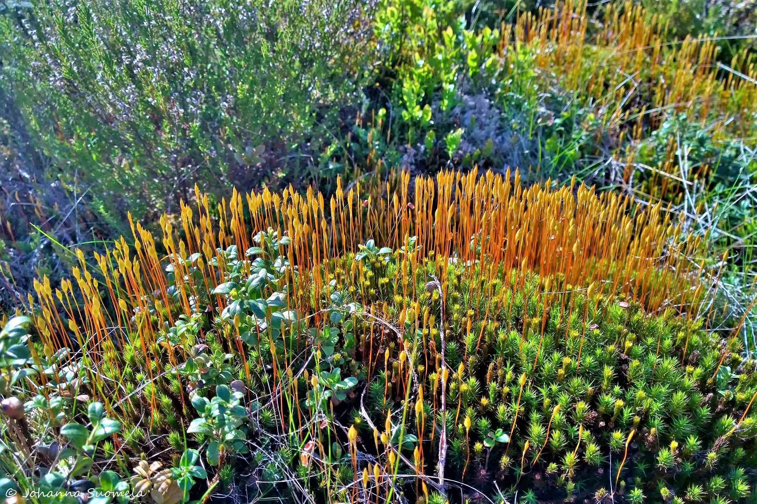 Partioaitan retkeilykurssi