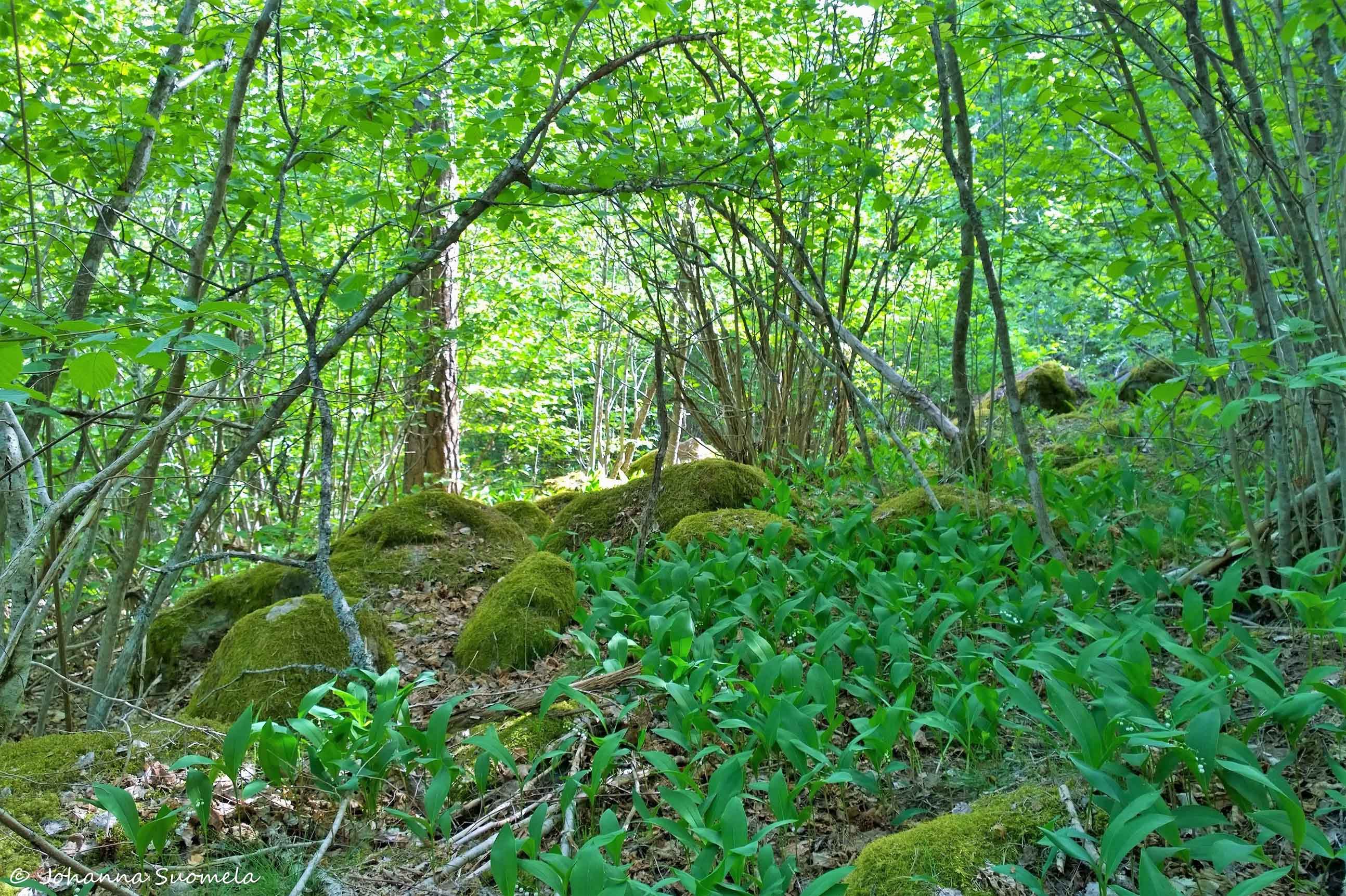 Fiskars Risslan metsäpolku