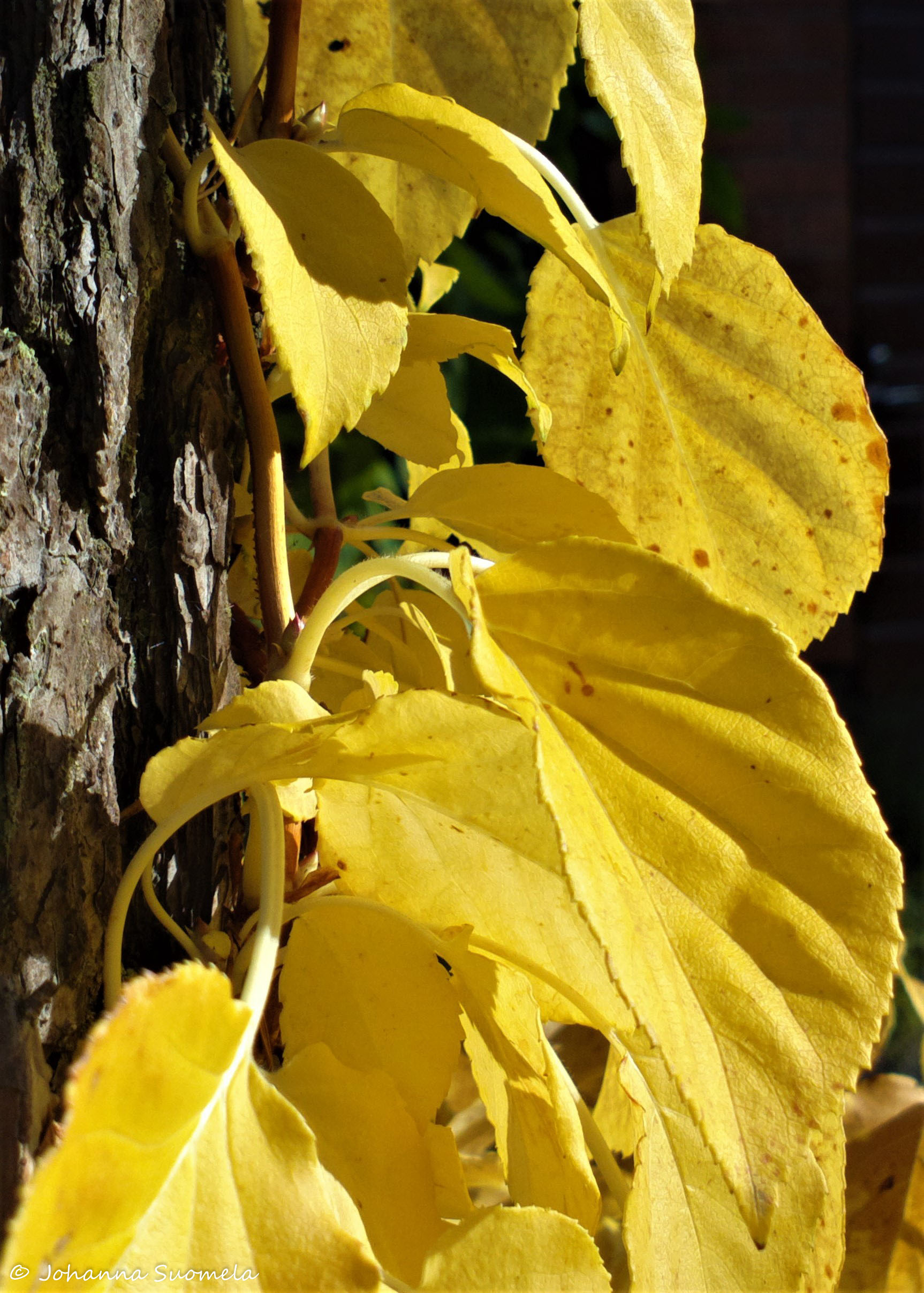 Ruskavari koynnoshortensia