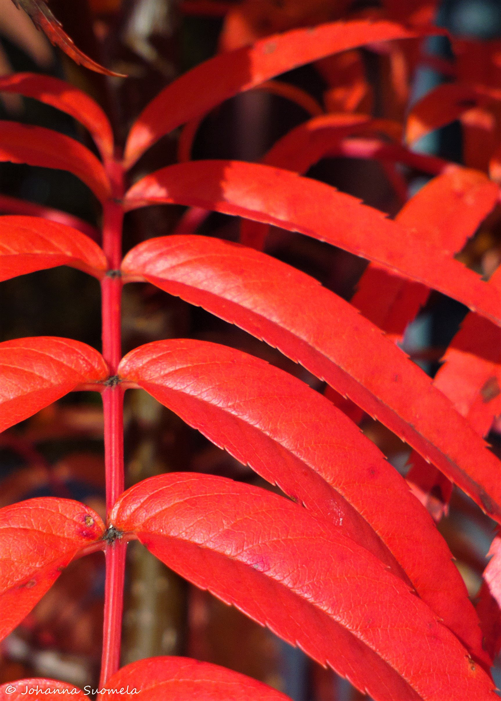 Ruskavareja tuurenpihlaja