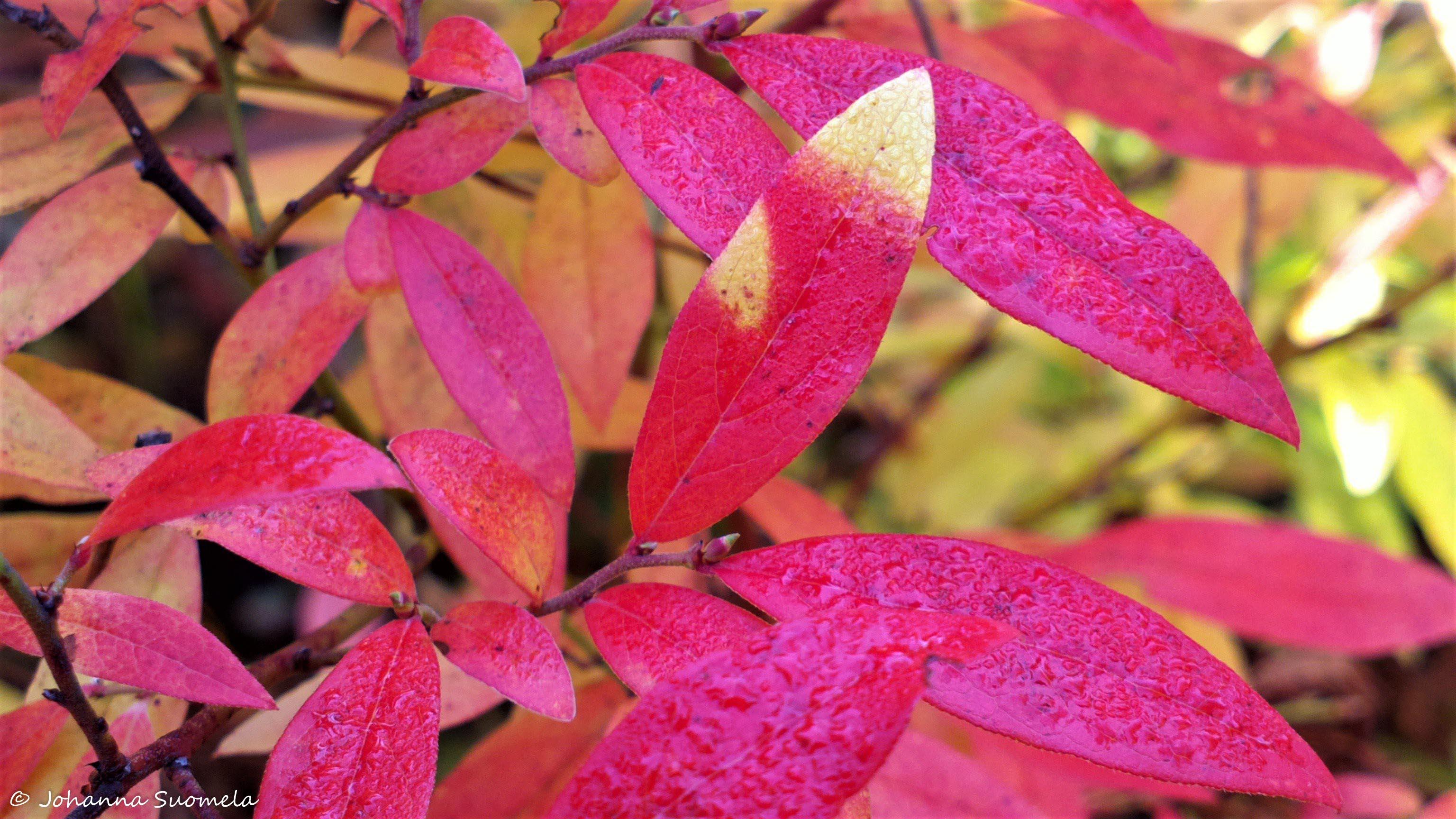 Ruskavari pensasmustikka