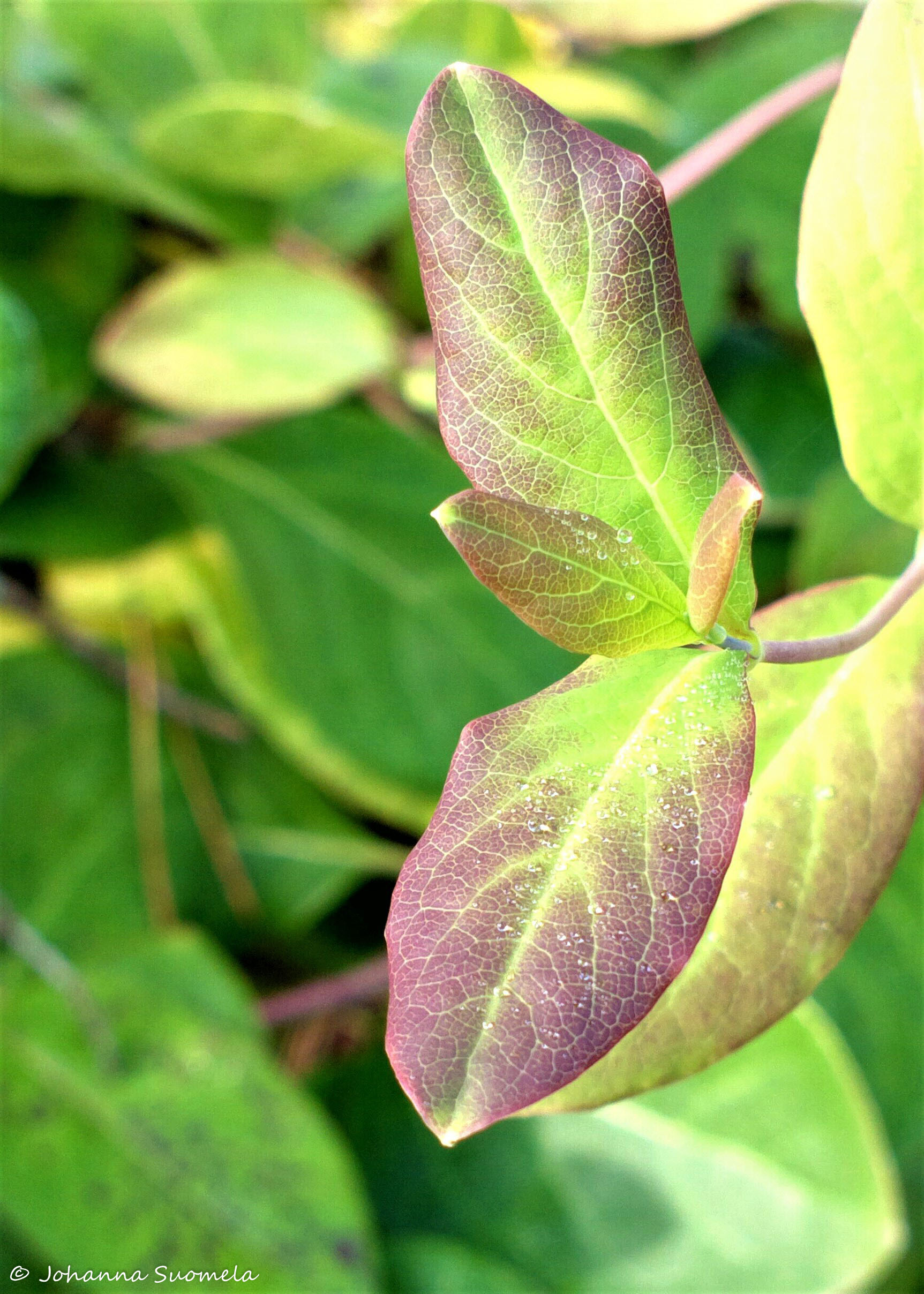 Ruskavari koynnoskuusama