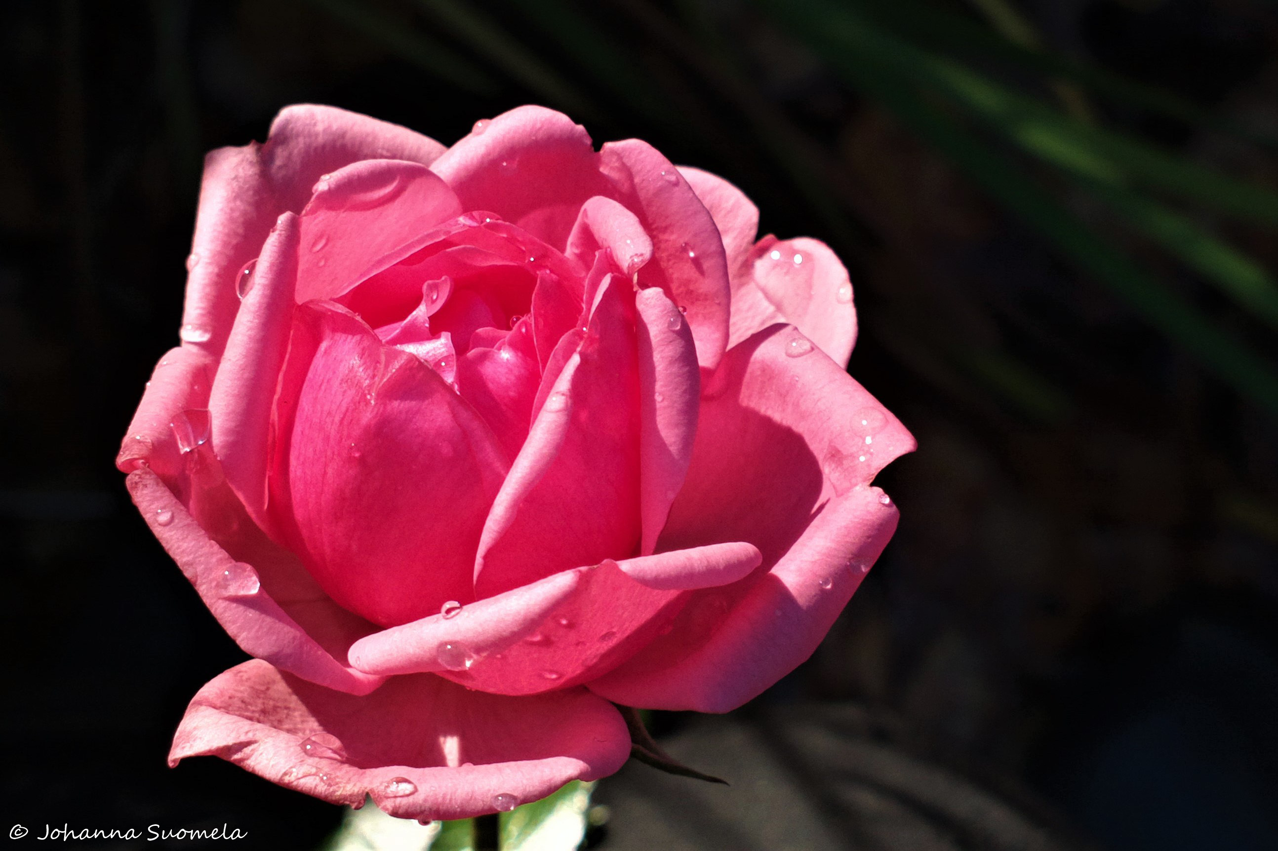 Ruska-aika ruusunkukka