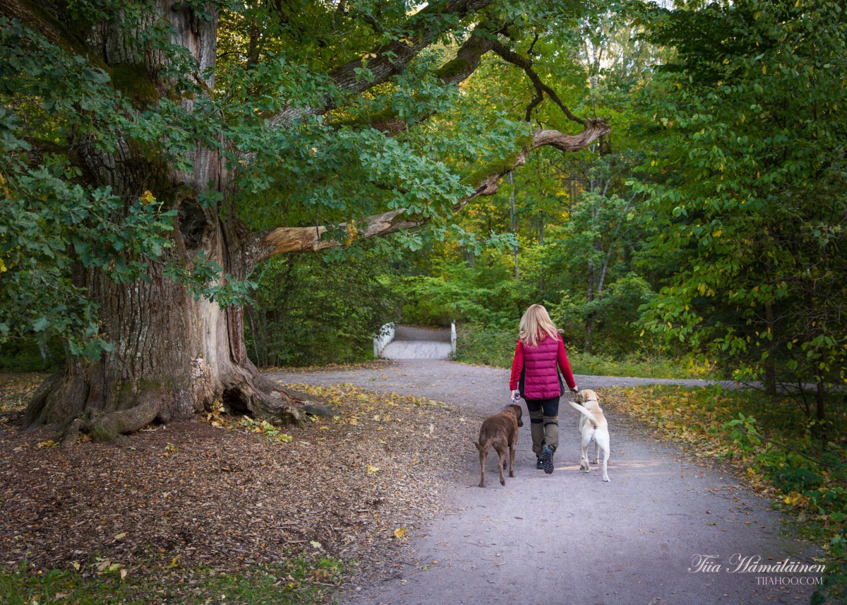 Auroranpuisto Maisemaonnellinen