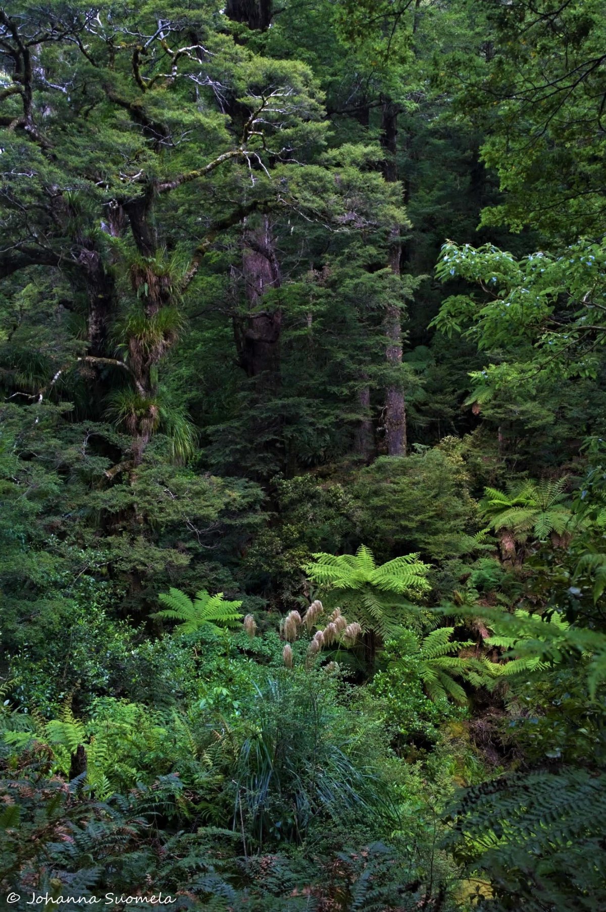 Uusi-Seelanti Te Urewera