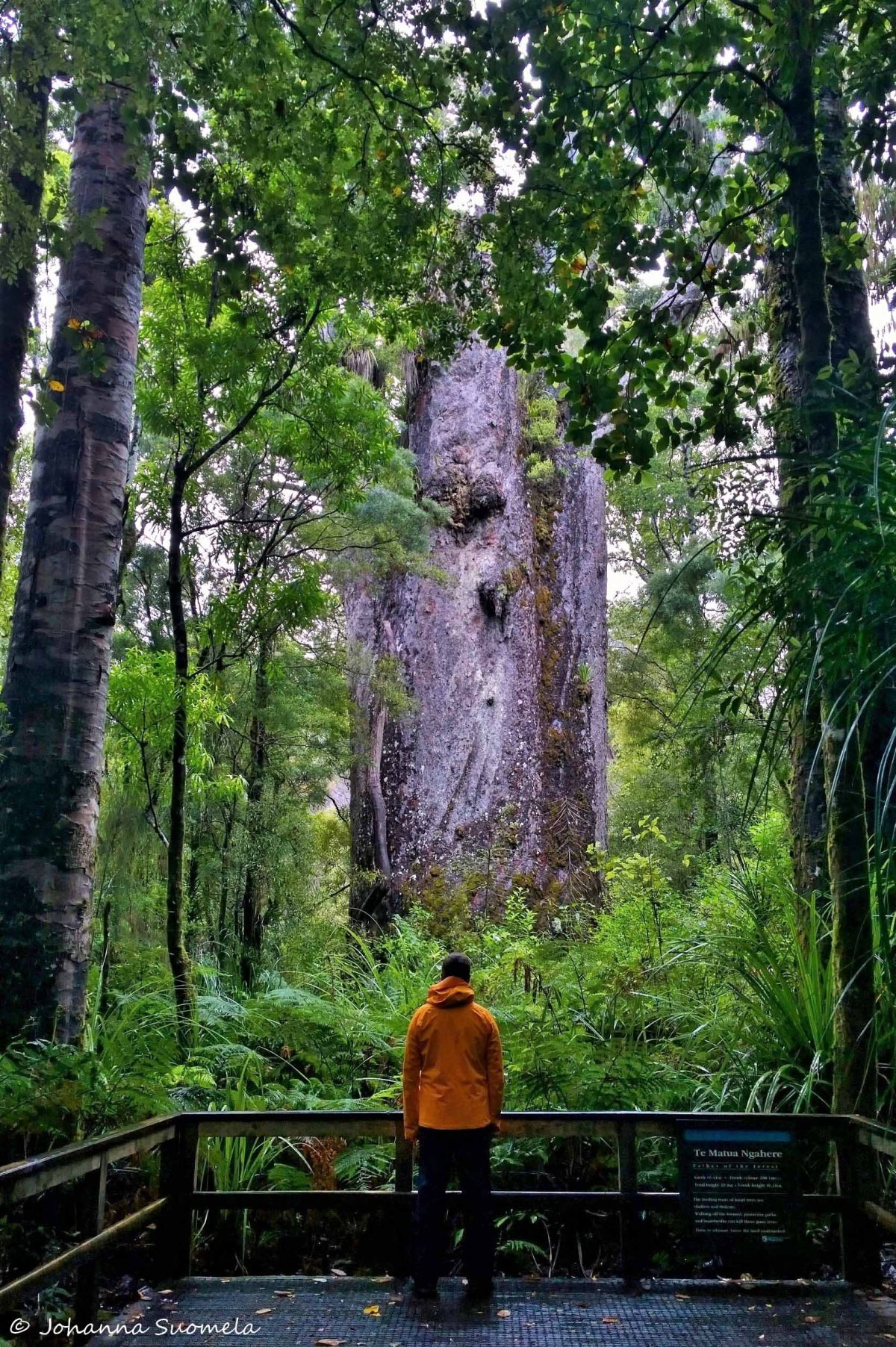 Uusi-Seelanti Waipoua forest