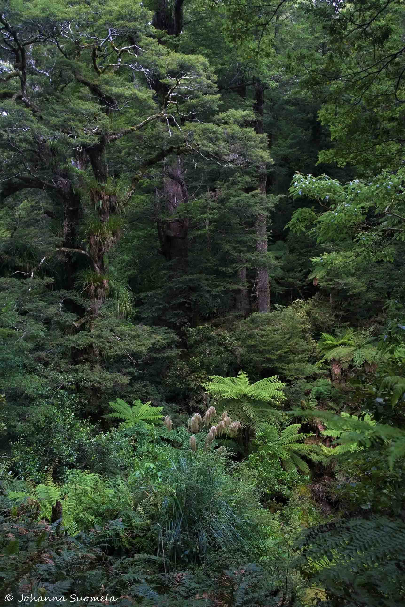 Te Urewera