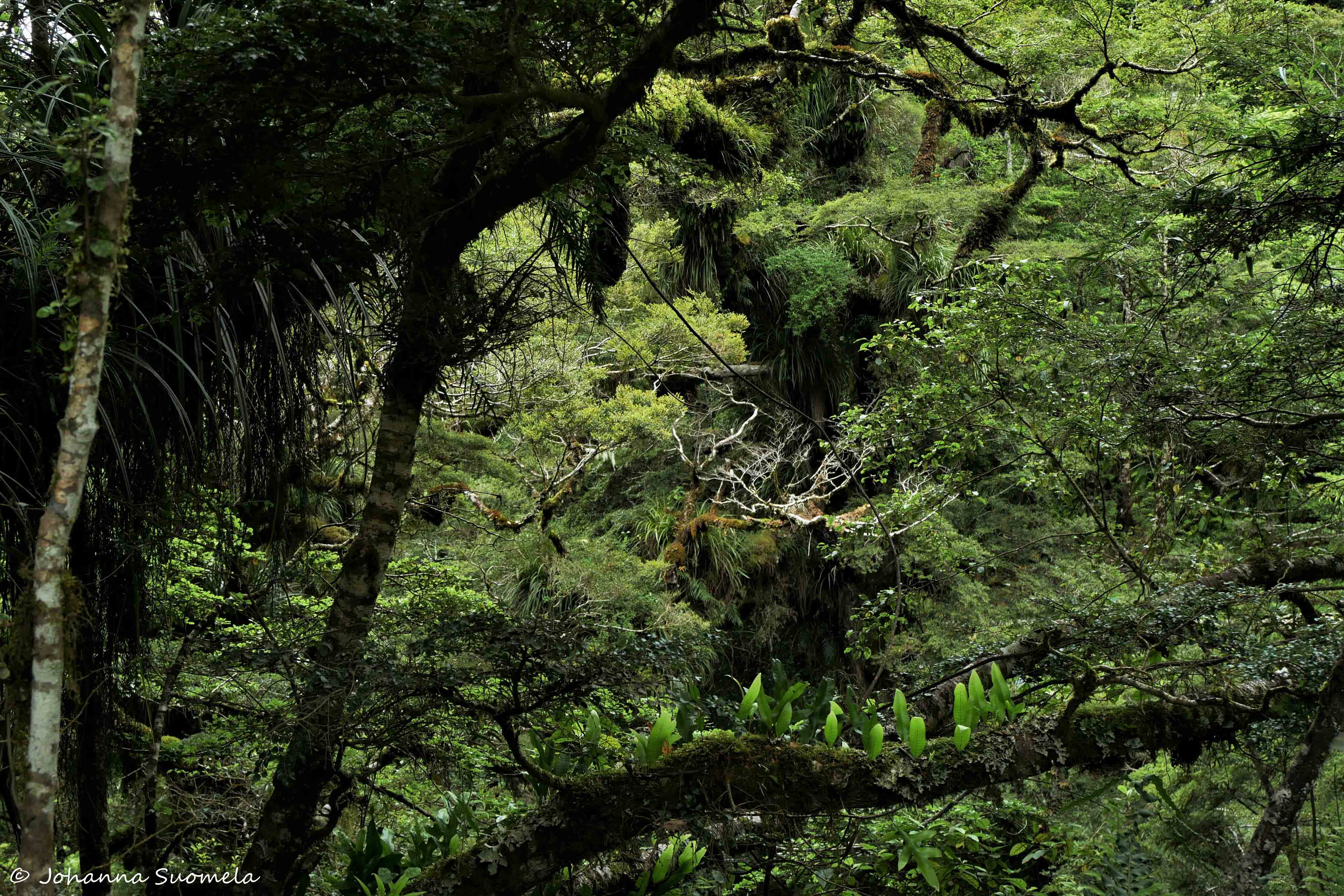 Te Urewera