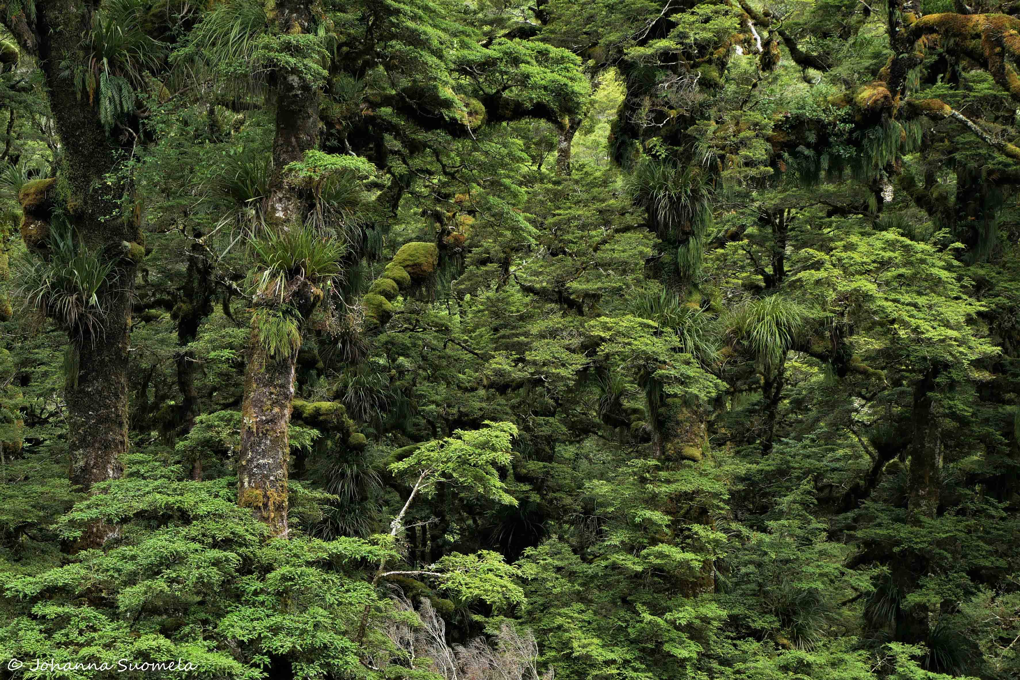 Te Urewera