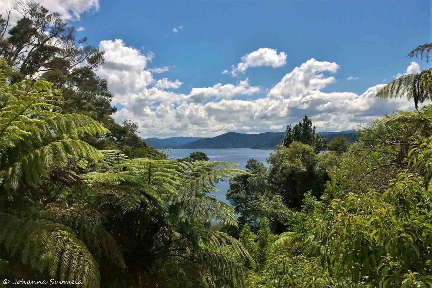 Te Urewera SH 38